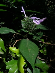 Isoglossa hypoestiflora