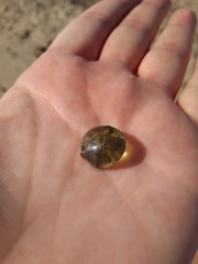 Siphonocladales