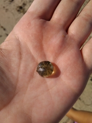 Siphonocladales