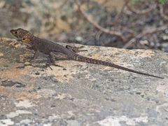 Hemicordylus capensis