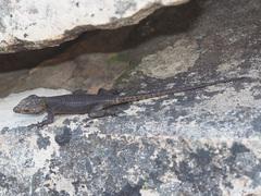 Hemicordylus capensis