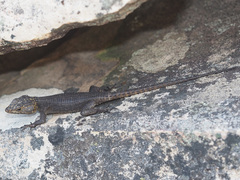 Hemicordylus capensis