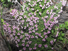 Erica setociliata