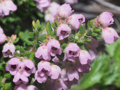 Erica setociliata