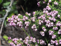 Erica setociliata