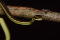 Dendrelaphis subocularis