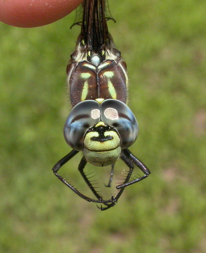 Paddle-tailed Darner photo 3
