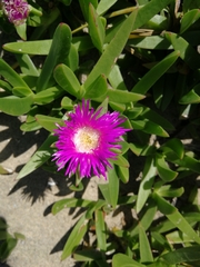 Carpobrotus dimidiatus