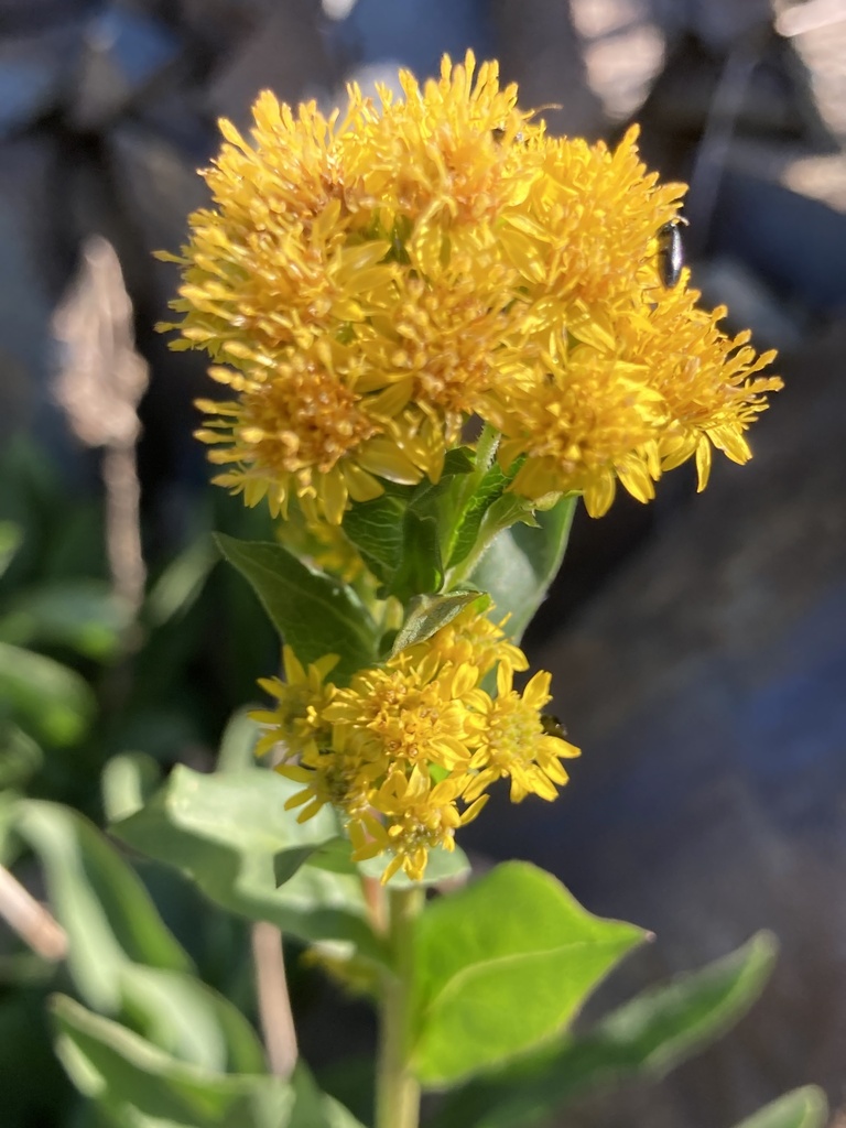 northern goldenrod from Whatcom County, US-WA, US on August 14, 2023 at ...