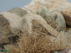Alaudala heinei