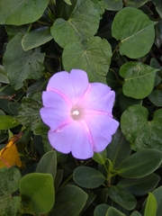 Ipomoea indica