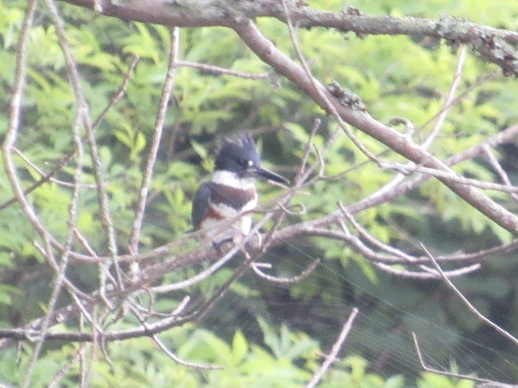 Belted Kingfisher from Pomperaug River, Southbury, CT, US on August 12