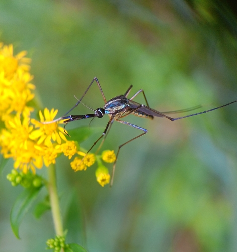Elephant Mosquito photo 6