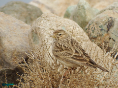 Alaudala heinei