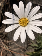 Dimorphotheca caulescens, photograph author not stated, no rights reserved