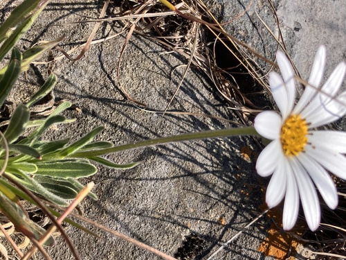 Dimorphotheca caulescens, photograph 6