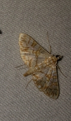Synclera jarbusalis