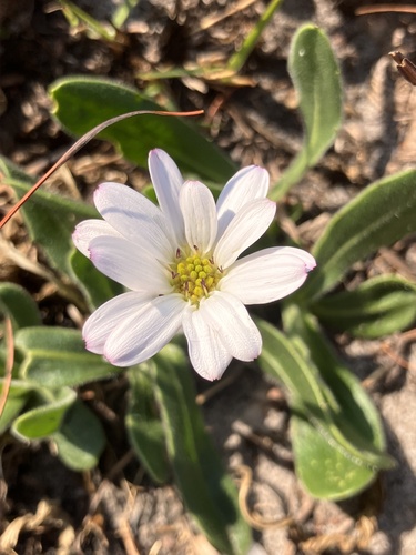 Dimorphotheca caulescens, photograph 3