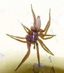 Urozelotes rusticus