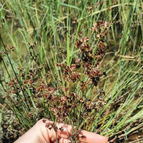 sitina článkovaná (Juncus articulatus)