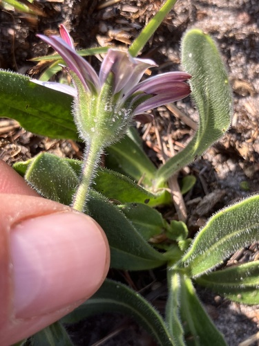 Dimorphotheca caulescens, photograph 4