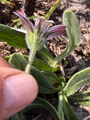 Dimorphotheca caulescens, photograph author not stated, no rights reserved
