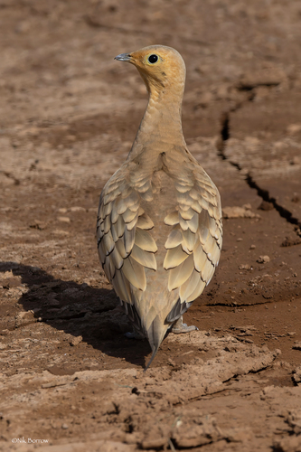 Chestnut-bellied Sandgrouse