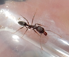 Odontomachus brunneus