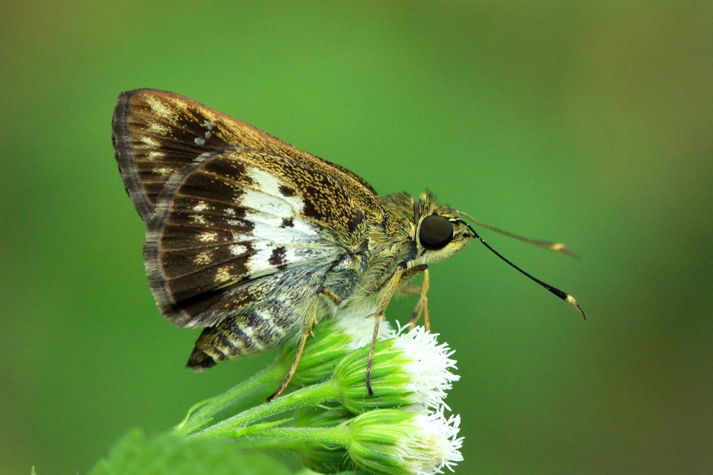 Sovia hyrtacus