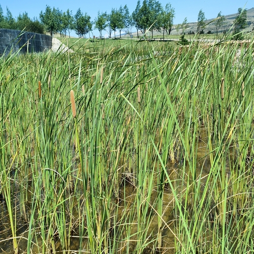 Pálka úzkolistá (Typha angustifolia)