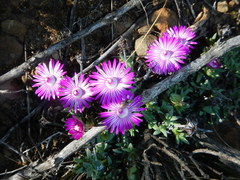 Antimima leipoldtii