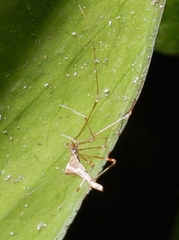 Rhomphaea