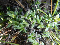 Antimima leipoldtii