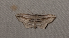 Arcobara multilineata