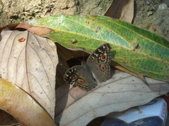 Junonia lemonias