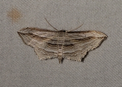 Arcobara multilineata