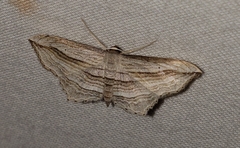 Arcobara multilineata