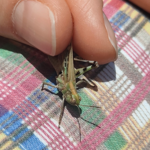 Slender Green-winged Grasshopper photo 4