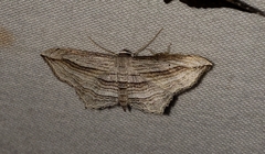 Arcobara multilineata