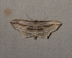 Arcobara multilineata