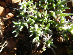 Antimima leipoldtii