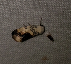 Acontia behrii