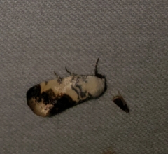 Acontia behrii