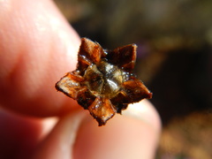 Antimima leipoldtii