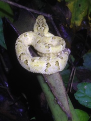 Bothrops osbornei