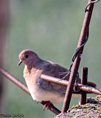 Streptopelia senegalensis