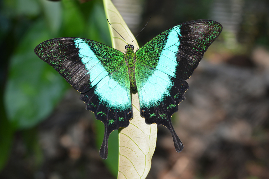 Malabar Banded Peacock