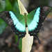 Papilio buddha - Photo (c) Vinayaraj, alguns direitos reservados (CC BY-SA)