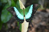 Malabar Banded Peacock Swallowtail - Photo (c) Vinayaraj, some rights reserved (CC BY-SA)