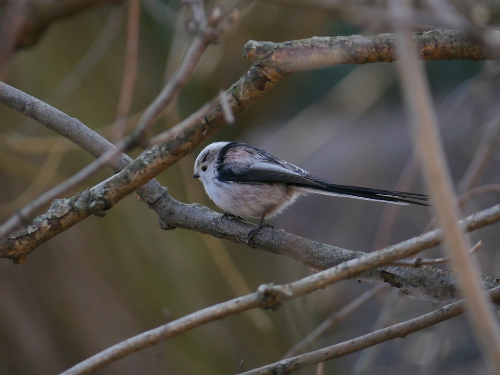 Continental Long-tailed Tit